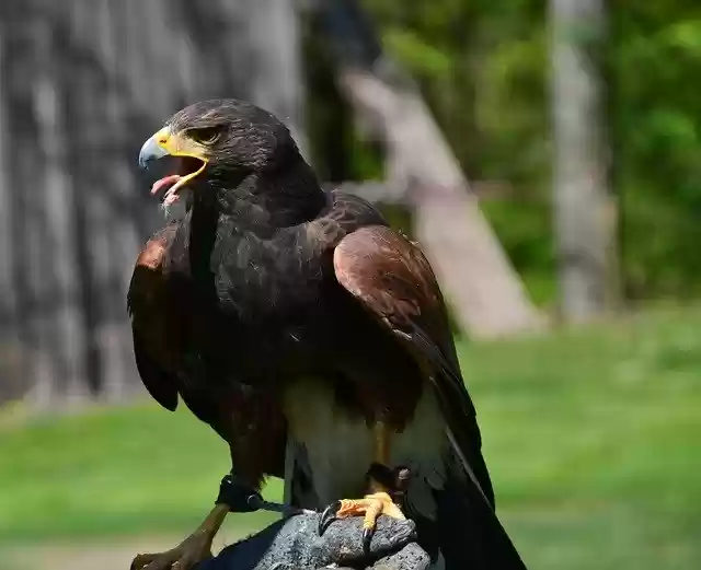 Ücretsiz indir Rapid Bird Predator - GIMP çevrimiçi resim düzenleyici ile düzenlenecek ücretsiz fotoğraf veya resim