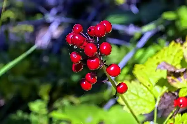 Безкоштовно завантажте безкоштовний шаблон фотографій Red Baneberries Bane Berries для редагування онлайн-редактором зображень GIMP