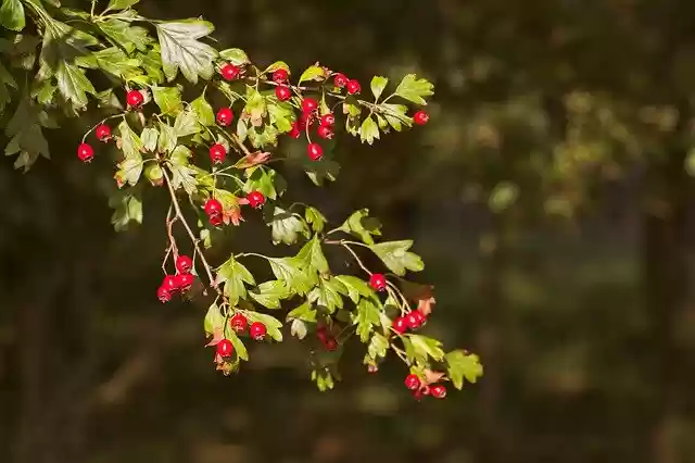 Free download Red Berries Redcurrant -  free photo or picture to be edited with GIMP online image editor