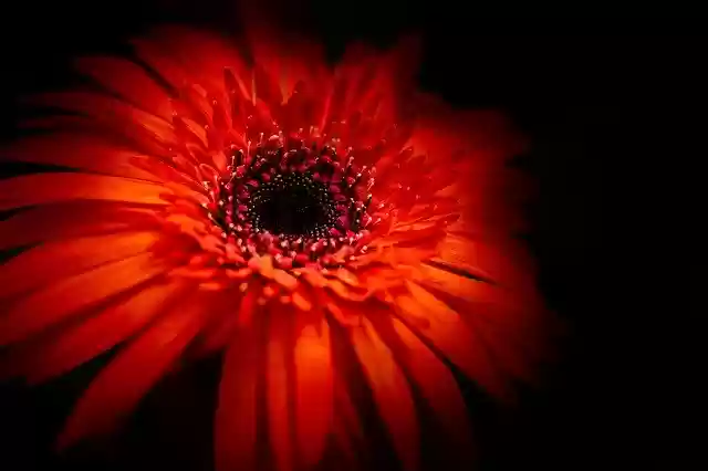 Free download Red Daisy Flower free photo template to be edited with GIMP online image editor