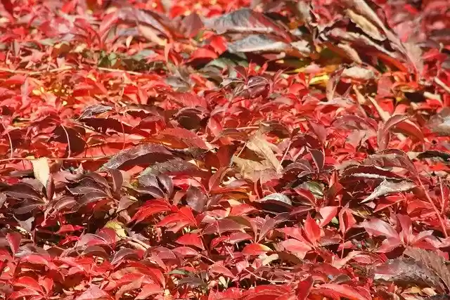 Free download Red Leaves Autumn -  free free photo or picture to be edited with GIMP online image editor