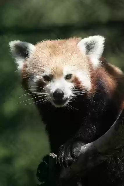 Free download Red Panda Gangtok Zoo Sikkim -  free photo or picture to be edited with GIMP online image editor