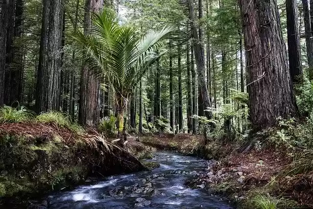 Free download Redwoods Stream Landscape -  free photo or picture to be edited with GIMP online image editor