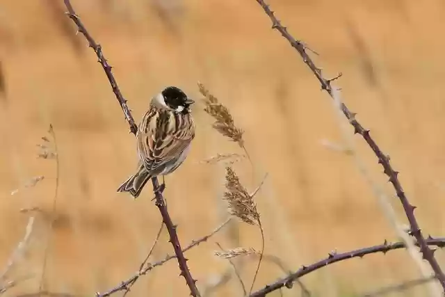 Free download reed bunting bird animal bunting free picture to be edited with GIMP free online image editor