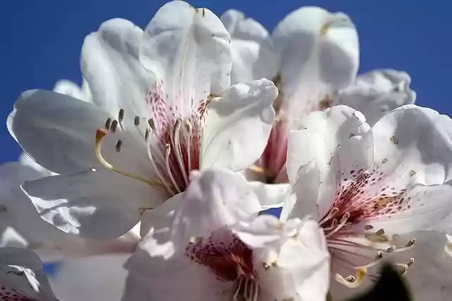 Free download rhododendron white blossom bloom free picture to be edited with GIMP free online image editor