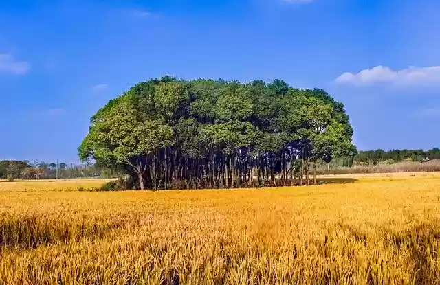 تنزيل Rice Big Trees Yellow Blue - صورة مجانية أو صورة ليتم تحريرها باستخدام محرر الصور عبر الإنترنت GIMP