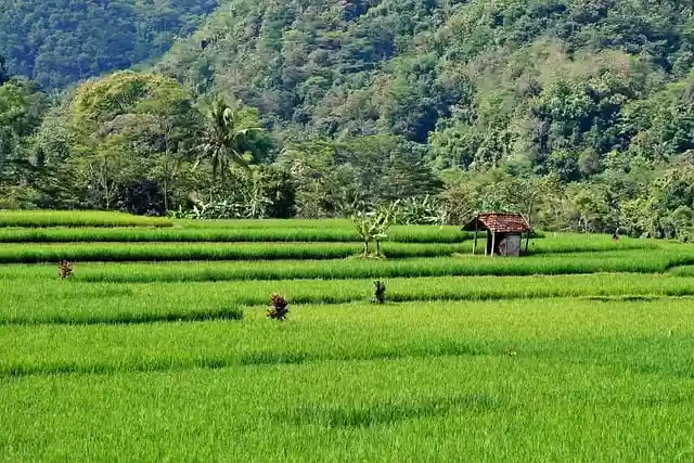 Free download rice field farm agriculture paddy free picture to be edited with GIMP free online image editor