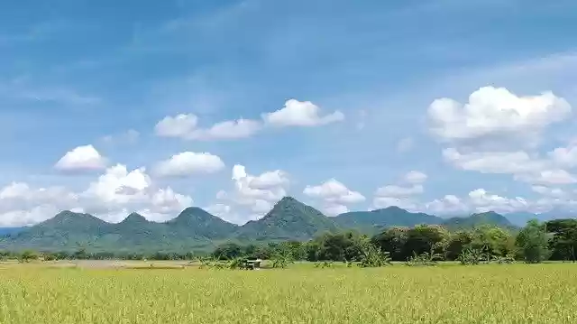 Free download Rice Field Indonesian East -  free photo or picture to be edited with GIMP online image editor