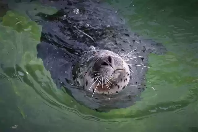 免费下载 Robbe Seal Mammal - 可使用 GIMP 在线图像编辑器编辑的免费照片或图片