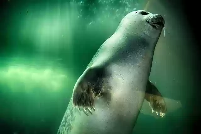 免费下载 Robbe Seal Swim - 使用 GIMP 在线图像编辑器编辑免费照片或图片