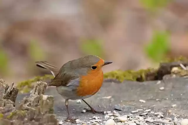 Free download robin bird feeding park spring free picture to be edited with GIMP free online image editor