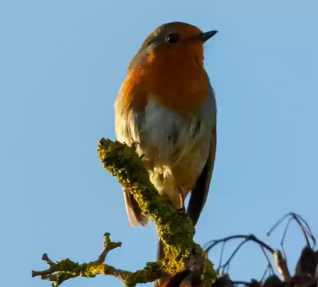 Free download Robin Redbreast In Tree -  free photo template to be edited with GIMP online image editor