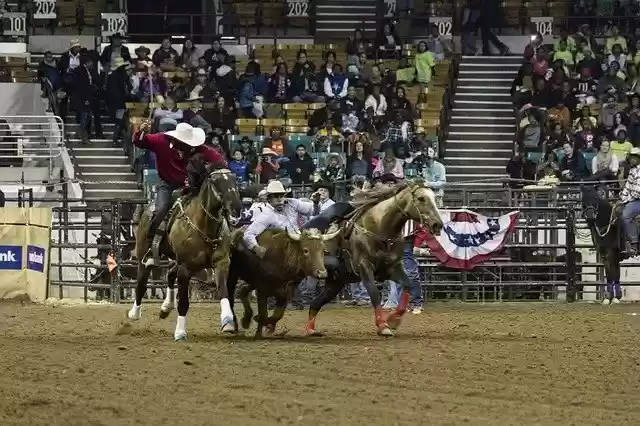 Free download Rodeo Calf Bulldogging -  free photo or picture to be edited with GIMP online image editor