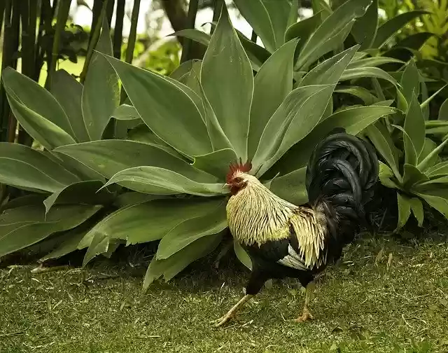 Free download Rooster Bird Feral Animal -  free photo or picture to be edited with GIMP online image editor