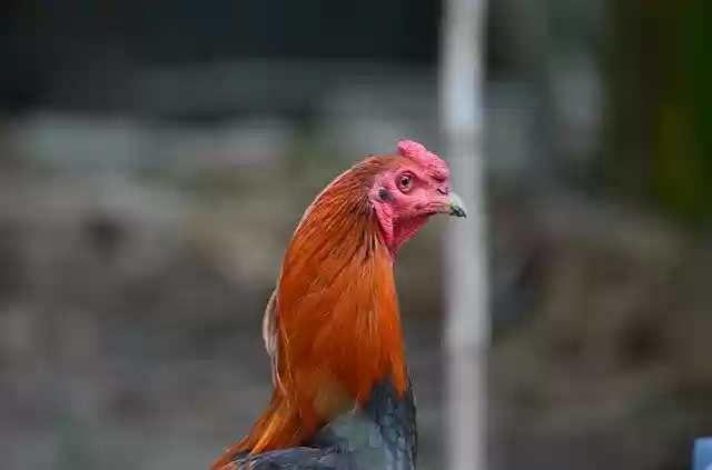 تنزيل مجاني لـ Rooster Chicken Animal - صورة أو صورة مجانية لتحريرها باستخدام محرر الصور عبر الإنترنت GIMP