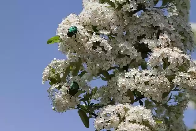 Free download Rose Beetle Firethorn White -  free photo or picture to be edited with GIMP online image editor