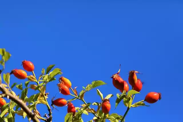 ດາວໂຫຼດ Rosehip Nature Red ຟຣີ - ຮູບພາບ ຫຼືຮູບພາບທີ່ບໍ່ເສຍຄ່າເພື່ອແກ້ໄຂດ້ວຍຕົວແກ້ໄຂຮູບພາບອອນໄລນ໌ GIMP