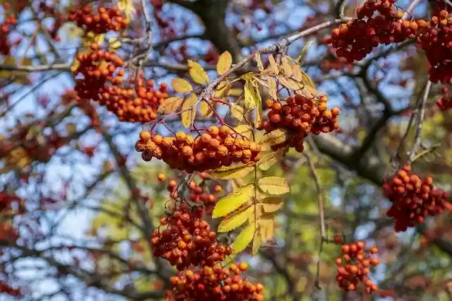 Free download Rowan Berry Autumn -  free photo or picture to be edited with GIMP online image editor