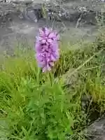 ດາວ​ໂຫຼດ​ຟຣີ Salmon Hole, Winooski River, VT Wild Flower Michael Johnson Kerr ຮູບ​ພາບ​ຫຼື​ຮູບ​ພາບ​ຟຣີ​ທີ່​ຈະ​ໄດ້​ຮັບ​ການ​ແກ້​ໄຂ​ກັບ GIMP ອອນ​ໄລ​ນ​໌​ບັນ​ນາ​ທິ​ການ​ຮູບ​ພາບ