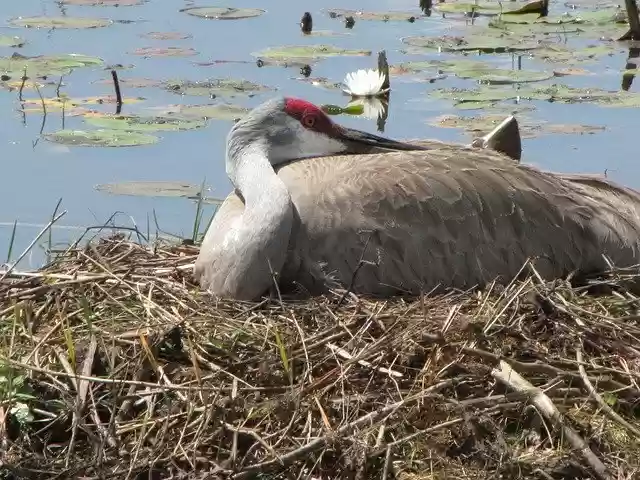 Free download Sandhill Crane Nest -  free photo or picture to be edited with GIMP online image editor