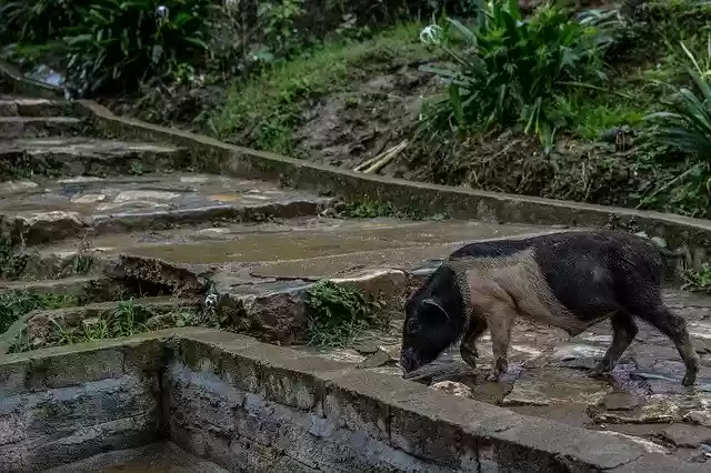 免费下载 Sapa Natural Animal 免费照片模板，可使用 GIMP 在线图像编辑器进行编辑