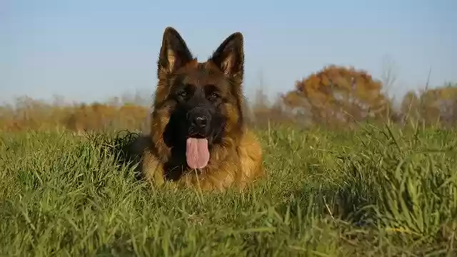 Descargue gratis la plantilla de fotografía gratuita Schäfer Dog German Shepherd Old para editar con el editor de imágenes en línea GIMP