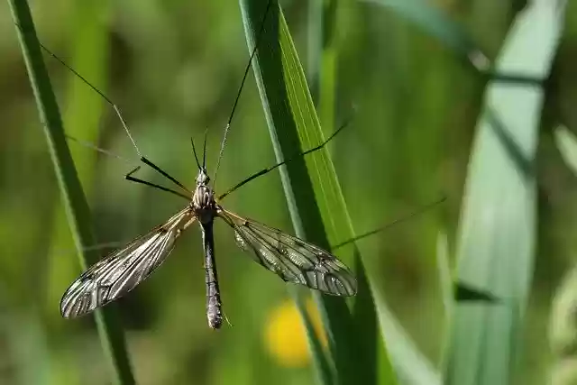 Free download schnake insect blades of grass free picture to be edited with GIMP free online image editor