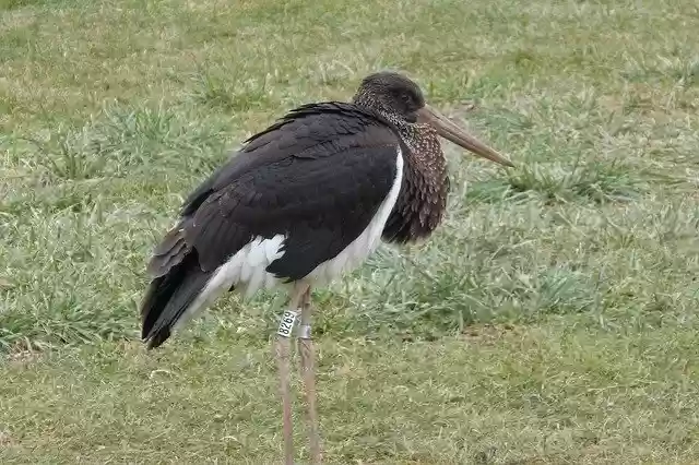 Free download Schwarzstorch Black Stork -  free photo or picture to be edited with GIMP online image editor