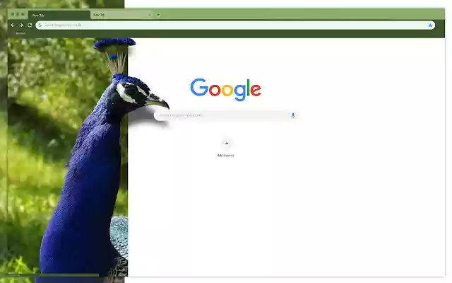 Blue peacock  from Chrome web store to be run with OffiDocs Chromium online