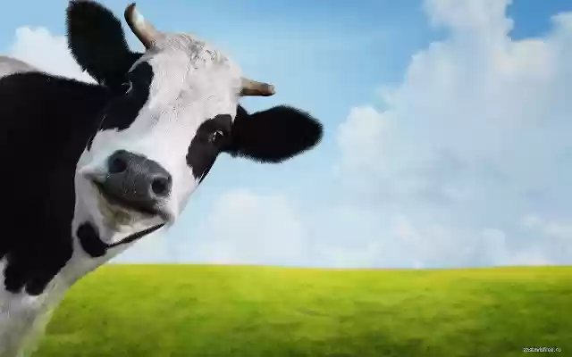 Cow  from Chrome web store to be run with OffiDocs Chromium online