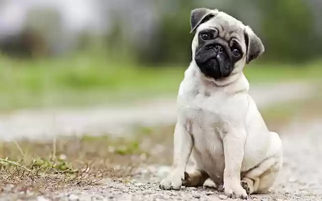 cutepug  from Chrome web store to be run with OffiDocs Chromium online