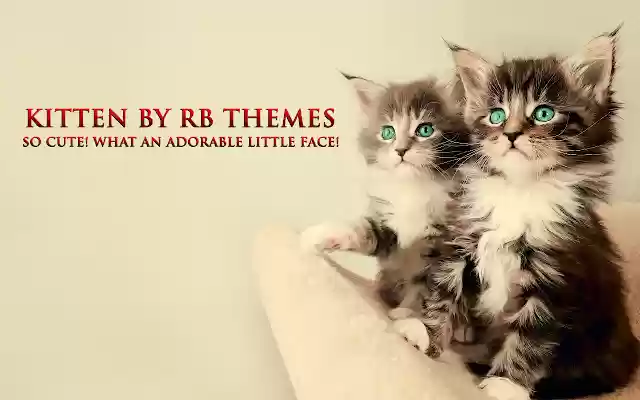 Kitten By RB Themes  from Chrome web store to be run with OffiDocs Chromium online