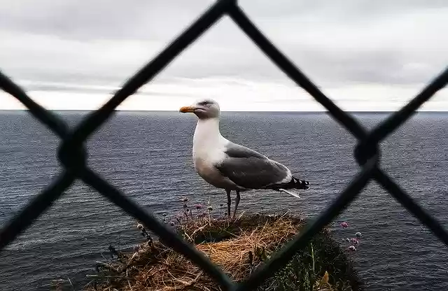 Free download Sea Bird On -  free photo or picture to be edited with GIMP online image editor