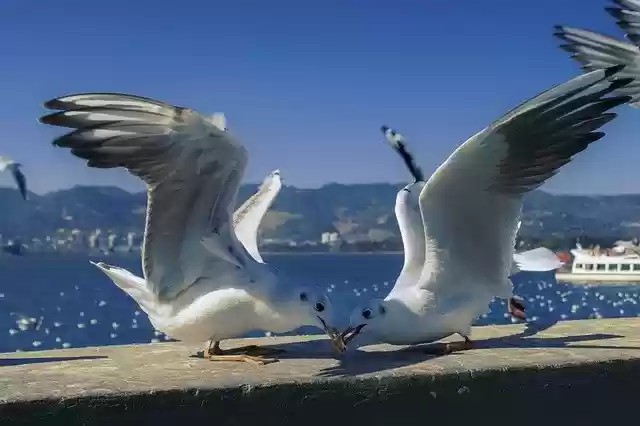 免费下载 Sea Birds Sky - 使用 GIMP 在线图像编辑器编辑的免费照片或图片