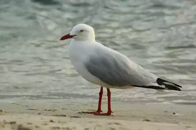 Free download Seagull Australia Caloundra -  free photo or picture to be edited with GIMP online image editor