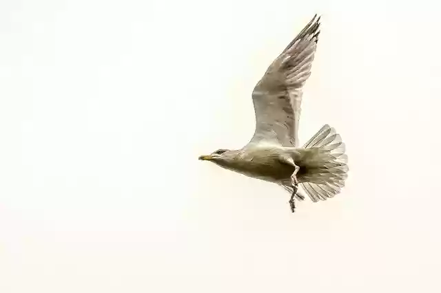 Бесплатно скачайте бесплатный шаблон фотографии Seagull Bird Animal для редактирования с помощью онлайн-редактора изображений GIMP