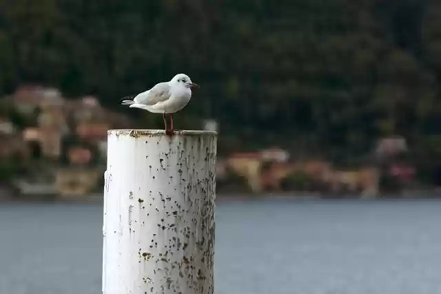 Free download seagull bird laid seabird free picture to be edited with GIMP free online image editor