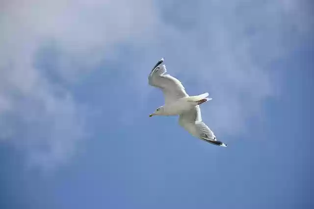 Free download Seagull Blue Sky Bird -  free photo or picture to be edited with GIMP online image editor