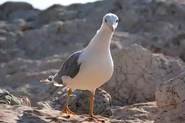 Descarga gratuita la plantilla de fotografía gratuita Seagull Close Up Animal para editar con el editor de imágenes en línea GIMP