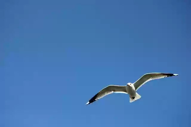 Free download Seagull Himmel Bird -  free photo or picture to be edited with GIMP online image editor