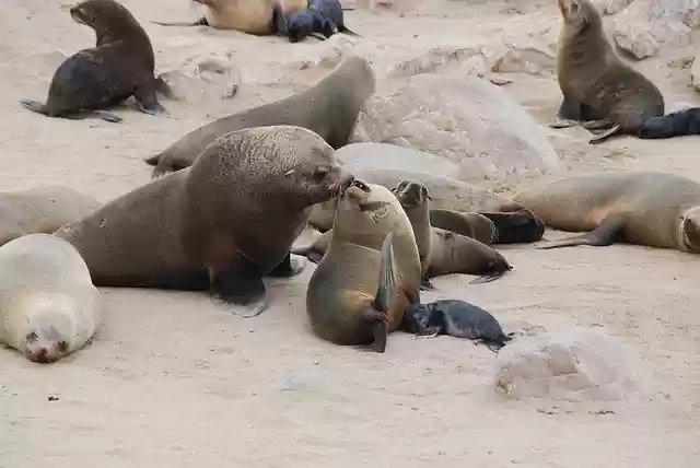 Free download Sea Lions Animals Water -  free free photo or picture to be edited with GIMP online image editor