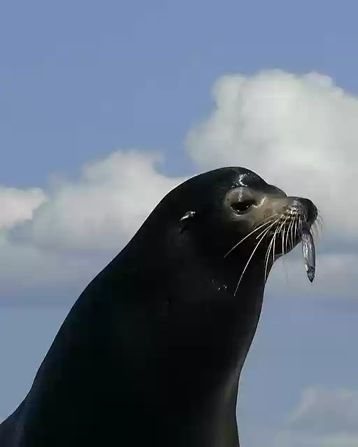 Free download Seal Portrait Out Of Water -  free photo or picture to be edited with GIMP online image editor