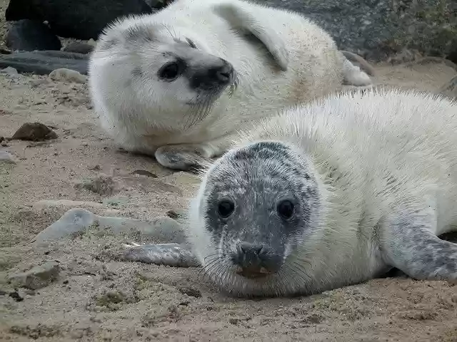 免费下载 Seals Seal Sea - 可使用 GIMP 在线图像编辑器编辑的免费照片或图片