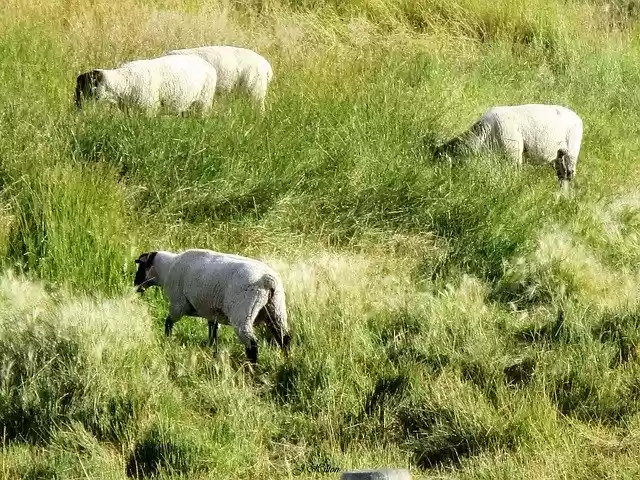 Free download Sheep Grazing Animal -  free free photo or picture to be edited with GIMP online image editor