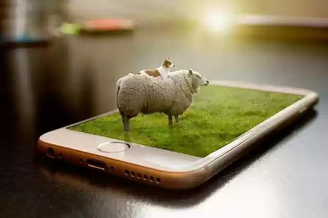 Free download Sheep Manipulation Grass free photo template to be edited with GIMP online image editor