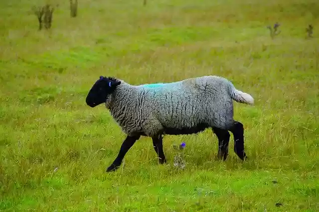 Free download Sheep Scotland Nature -  free photo or picture to be edited with GIMP online image editor