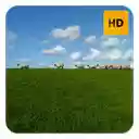 Sheep Wallpaper HD New Tab Theme  screen for extension Chrome web store in OffiDocs Chromium