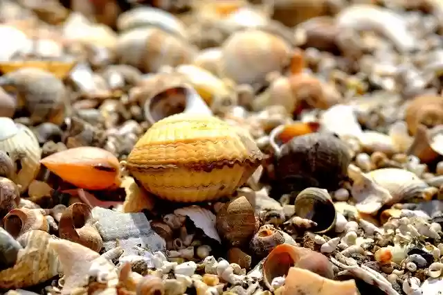 Безкоштовно завантажте Shell Cockle Beach - безкоштовну фотографію або зображення для редагування за допомогою онлайн-редактора зображень GIMP