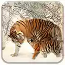 OffiDocs Chromium'da Chrome web mağazası uzantısı için Siberian Tigers ekranı