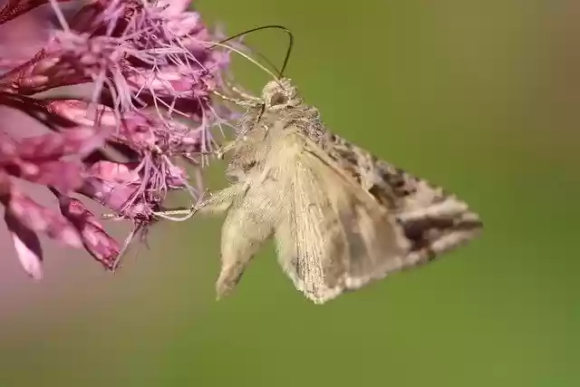 Free download silver y moth moth flower insect free picture to be edited with GIMP free online image editor